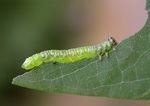 Nematus tibialis